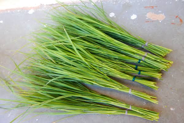 images 2025 08 18T200437.043 गणपतीच्या २१ दुर्वांचा अर्थ आणि महत्त्व | 21 Durva Significance in Marathi