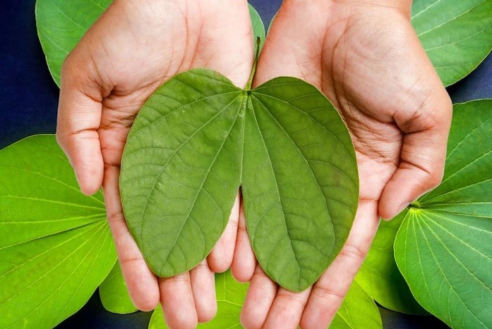 दसर्याला आपट्याची पाने सोने म्हणून का देतात? जाणून घ्या 2 WhatsApp Image 2024 10 12 at 6.26.54 PM दसर्याला आपट्याची पाने सोने म्हणून का देतात? जाणून घ्या