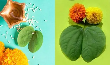 dausra V jpg 442x260 4g 1 दसऱ्याचा इतिहास आणि सांस्कृतिक महत्त्व | Vijayadashami