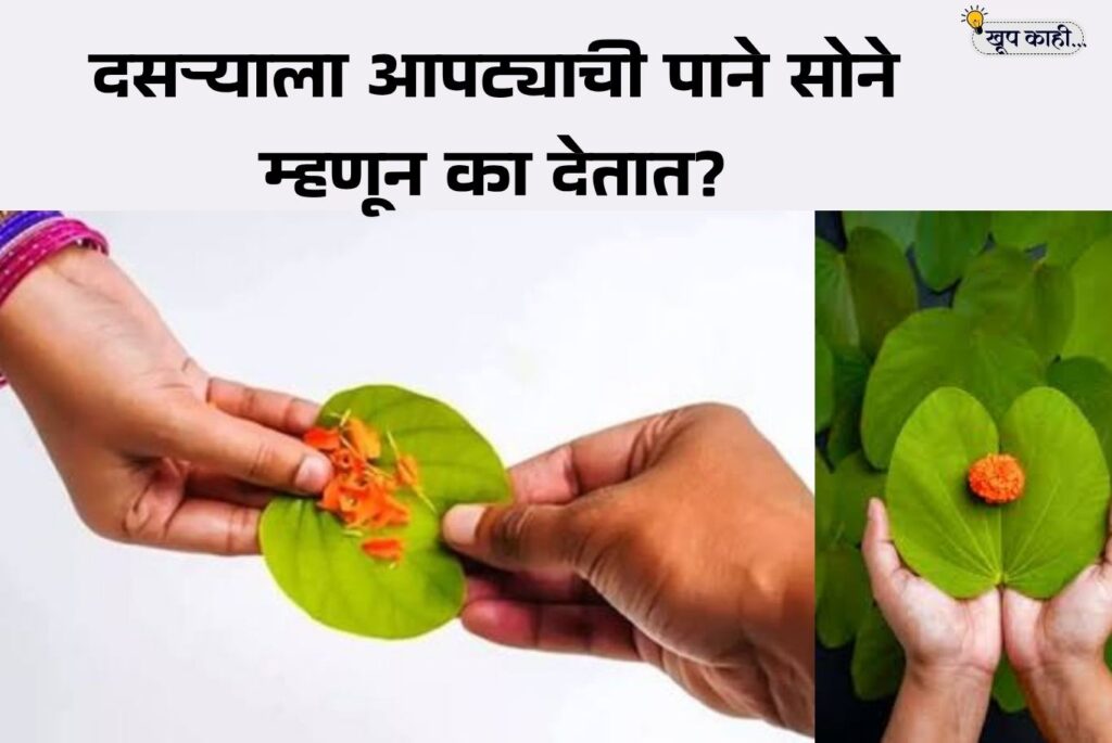 भाषा बदलली की ओळख हरवते 20251001 215510 0000 1 दसर्‍याला आपट्याची पाने सोने म्हणून का देतात? जाणून घ्या